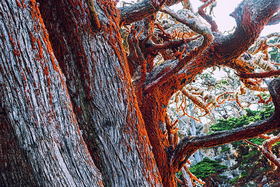 Nature Photograph - Mystical Forest Point Lobos by Joseph S Giacalone