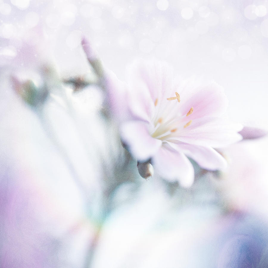 Flower Mixed Media - Mystical Gypsy Flower 03 by Lightboxjournal