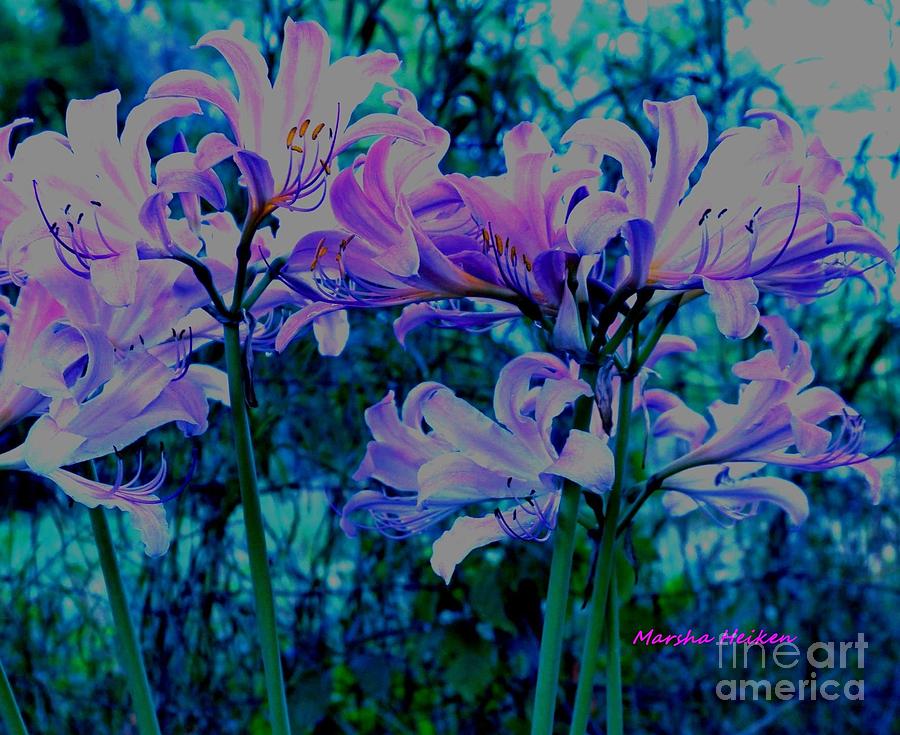 Photo Digital Art - Mystical Lilies by Marsha Heiken Photo Digital Art - Mystical Lilies by Marsha Heiken