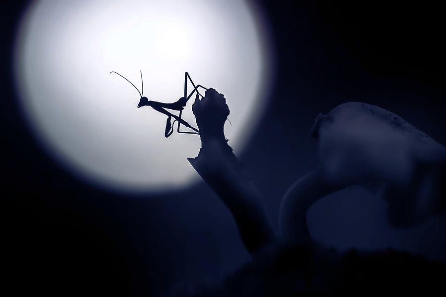 Insects Photograph - Mystical Little Mantis by Fauzan Maududdin