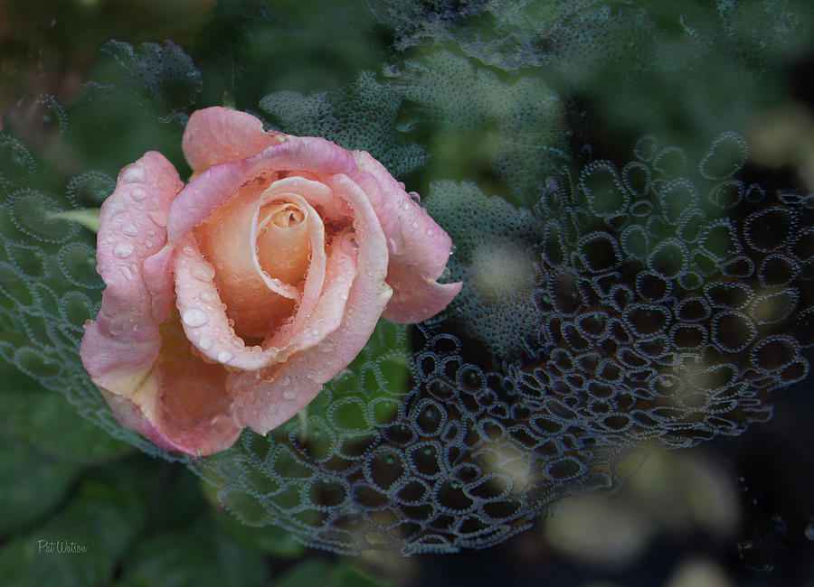Mystical Rose Photograph by Pat Watson