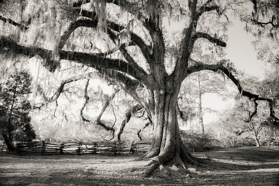 Mystical Trees Photograph by Iris Greenwell