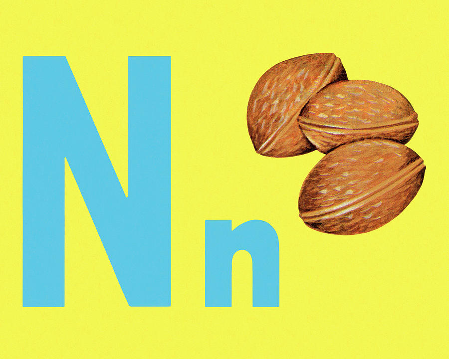Vintage Drawing - N as in Nut by CSA Images