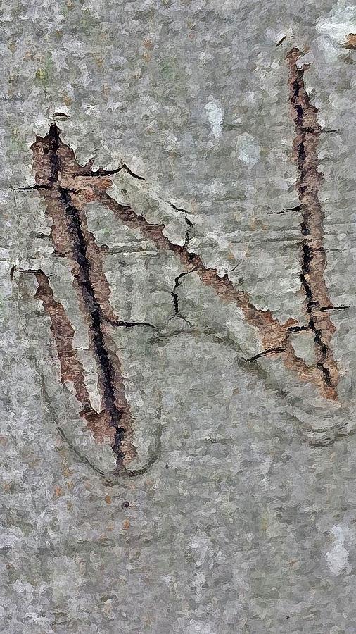 N Carved in Beech Tree Photograph by Kerry Brown - Fine Art America