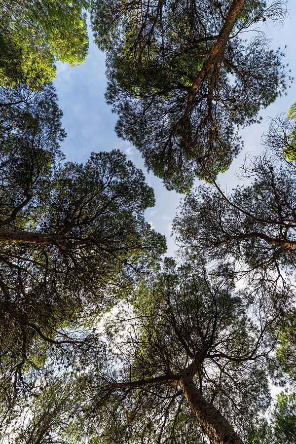 Nadir View Point Of A Pines Tree Top In Venice Pinewood In Zarag ...