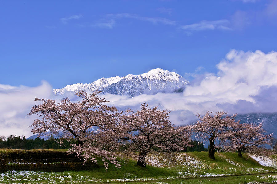 Nagano Sakura Photograph by Huayang