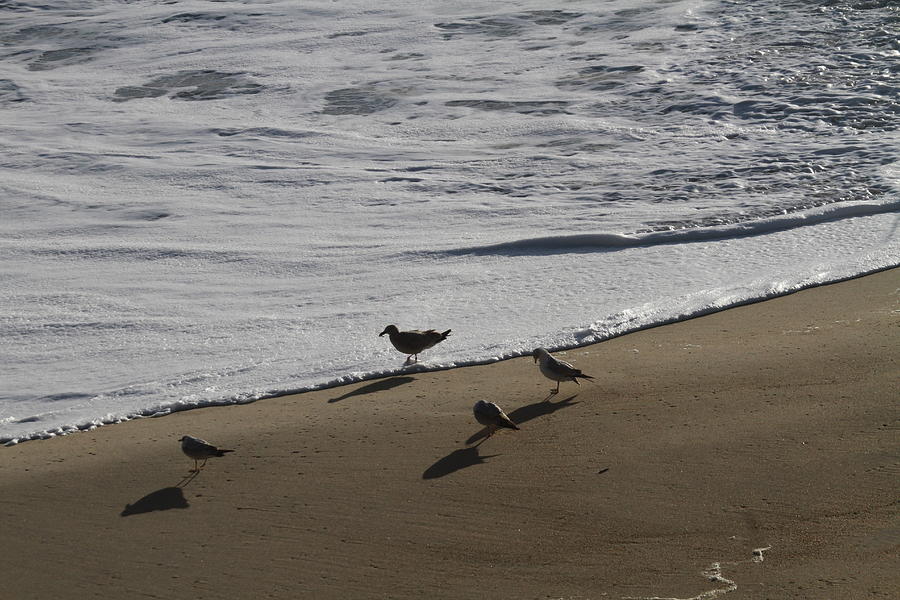 Nags Head Sandpipers Photograph