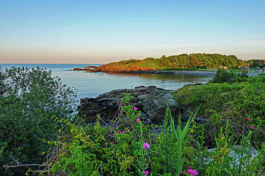 Nahant MA Egg Rock through the Flowers Photograph by Toby McGuire