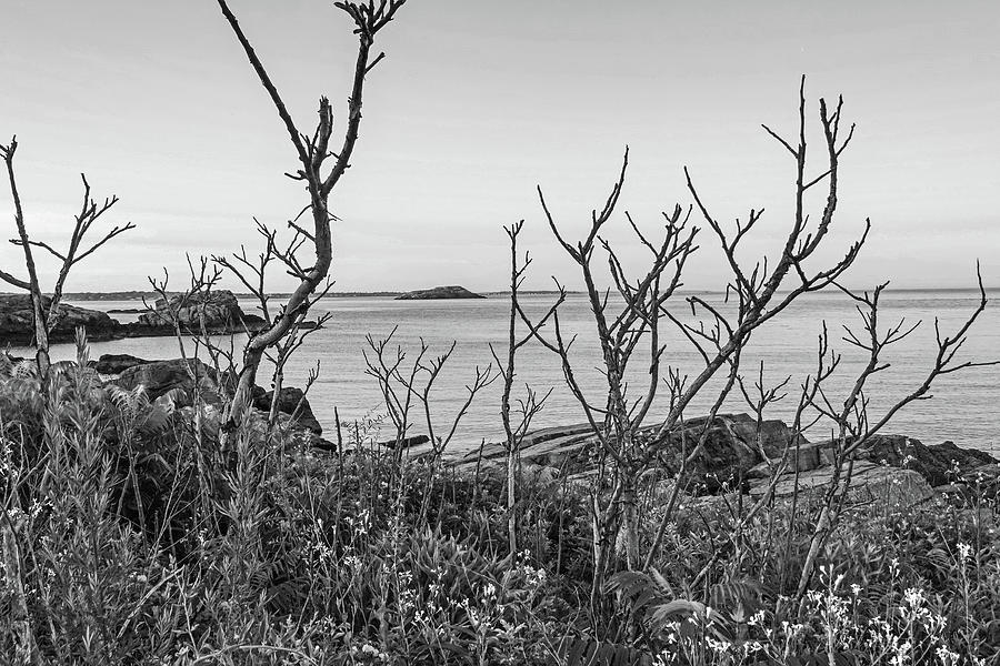 Nahant MA Egg Rock through the Trees Black and White Photograph by Toby McGuire