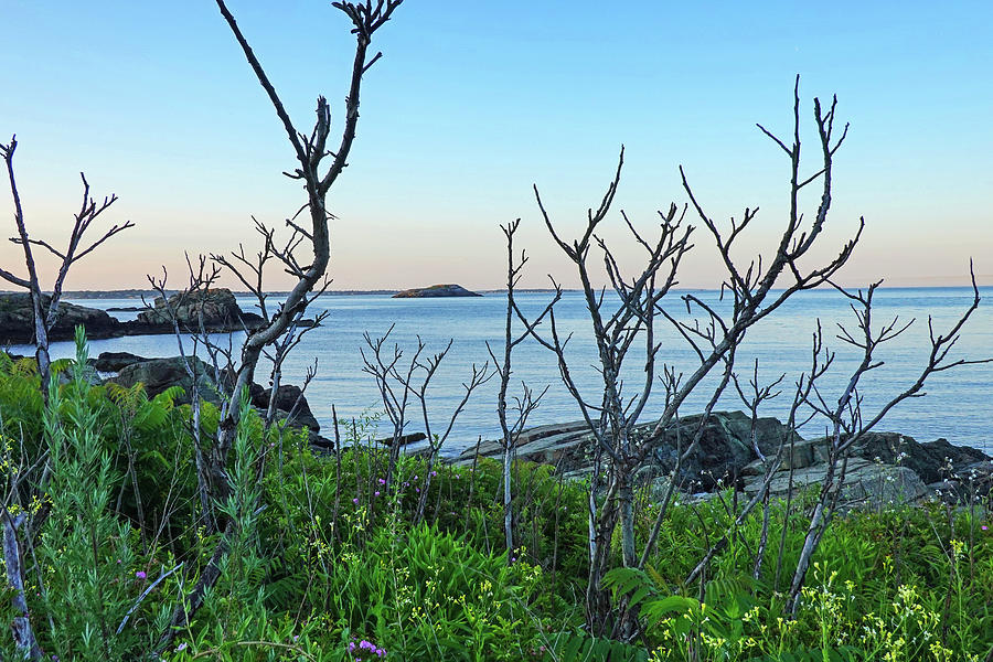 Nahant MA Egg Rock through the Trees Photograph by Toby McGuire