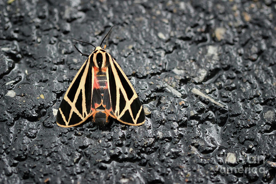 Butterfly Photograph - Nais Tiger Moth by Karen Adams