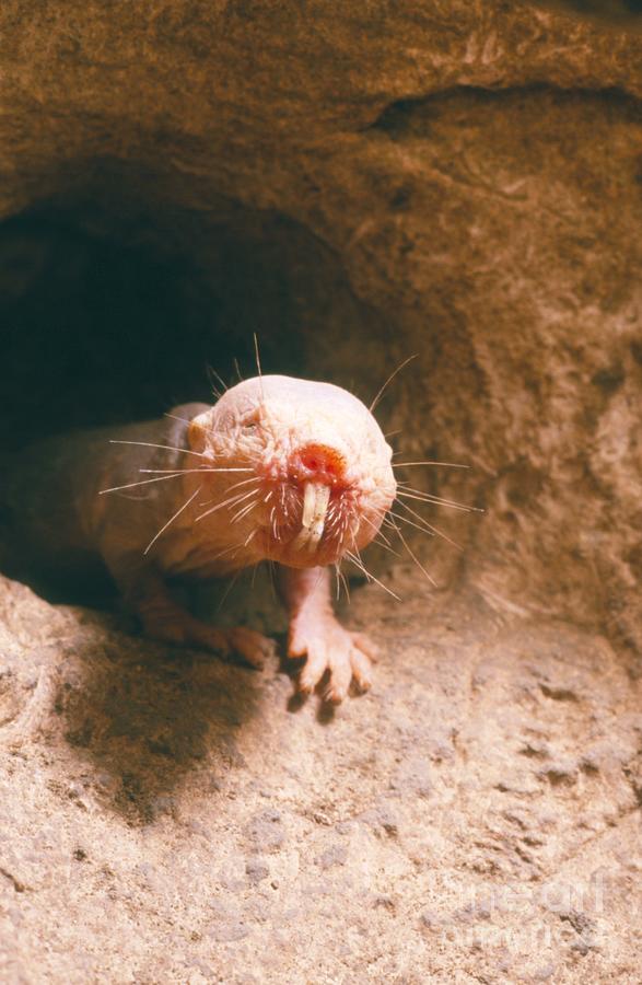 Naked Mole Rat Photograph by Neil Bromhall/science Photo Library