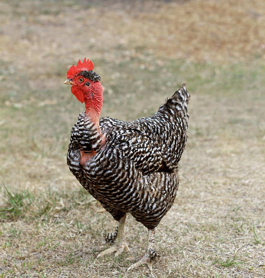 Naked Neck Chicken Photograph By Sheryl Caston Pixels