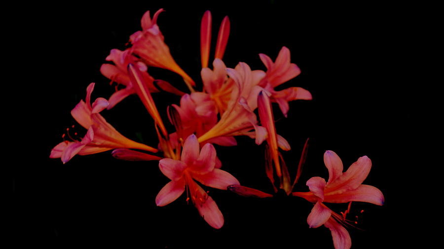 Naked Pink Lady Flowers on Black Photograph by Kathy Barney