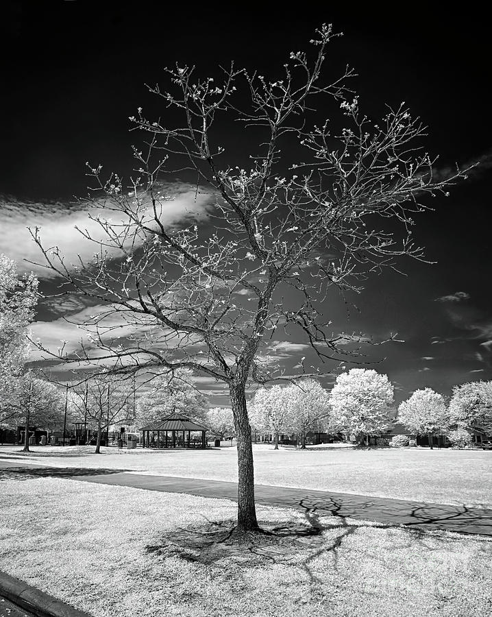 Naked Urban Tree Photograph by Norman Gabitzsch