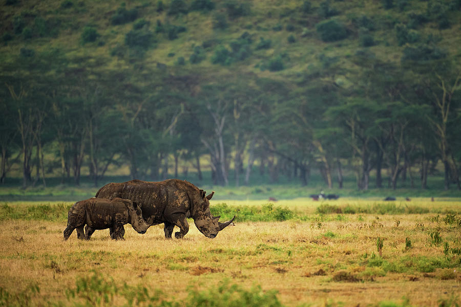 Animal Photograph - Nakuru Family by Mohammed Alnaser