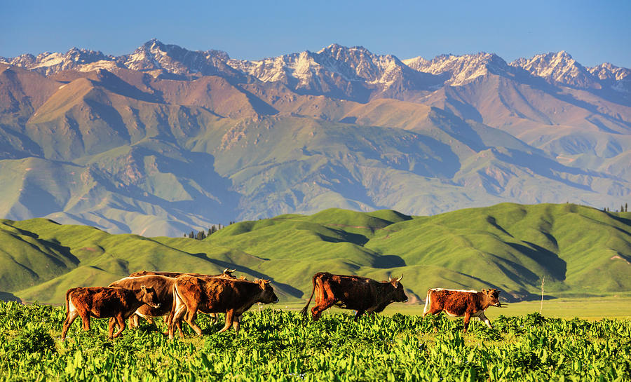 Nalati Grassland, Xinjiang China Photograph by Feng Wei Photography