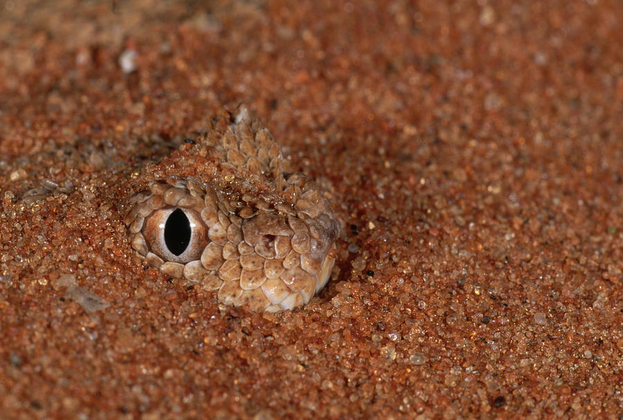 Namaqua Dwarf Adder Bitis Schneideri Photograph by Nhpa