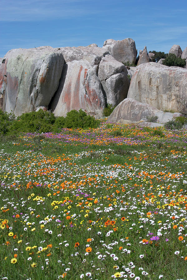 Namaqualand, South Africa Photograph by Heinrich Van Den Berg
