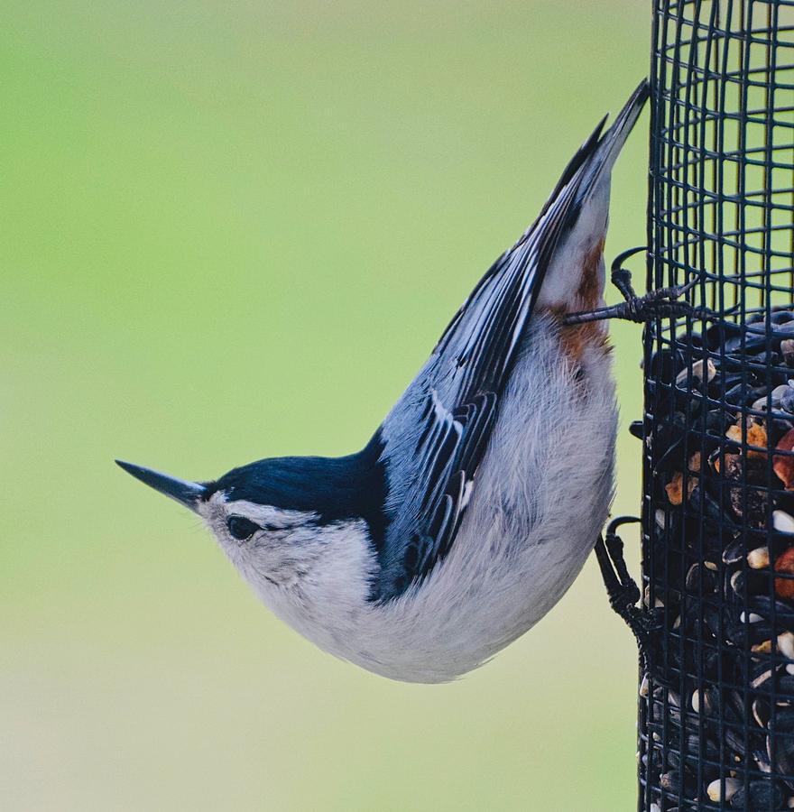 Namaste Nuthatch Photograph by Amber Foote Namaste Nuthatch Photograph by Amber Foote