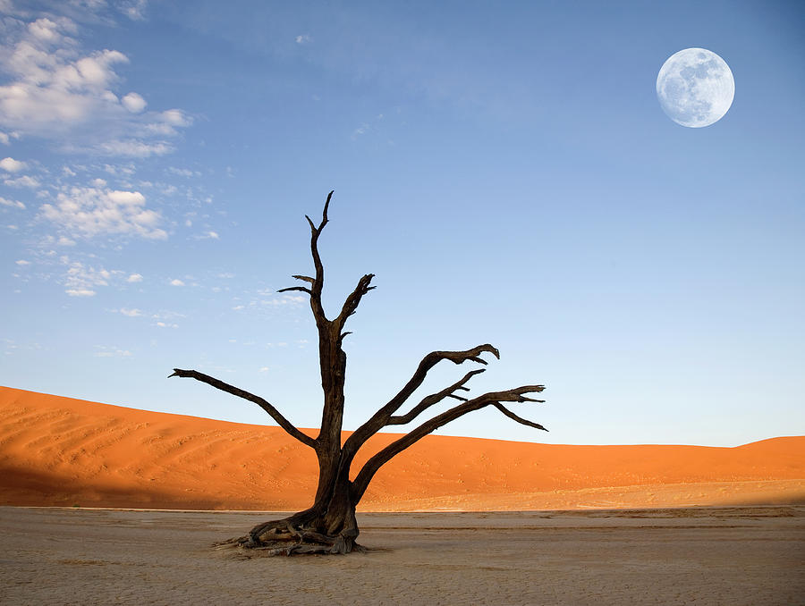 Nambia, Sossusvlei, Namb Desert, Bare Photograph by Grant Faint