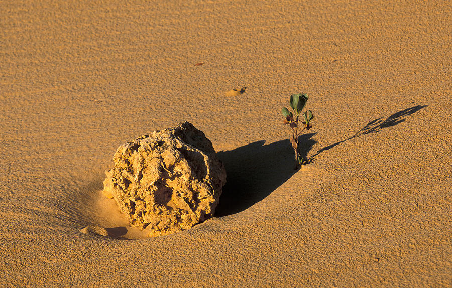 Australia Photograph - Nambung National Park by David Hosking Australia Photograph - Nambung National Park by David Hosking