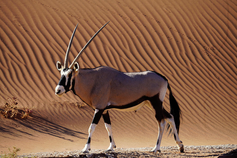 Namib Desert Dune And Oryx Photograph by Hiroya Minakuchi