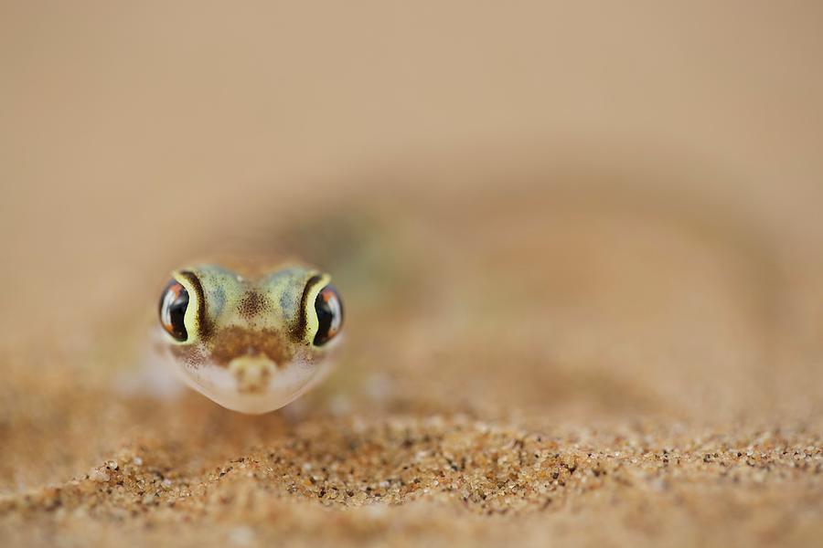 Namib Gecko In The Desert Sand, Africa Photograph by Jalag / Cyril Ruoso