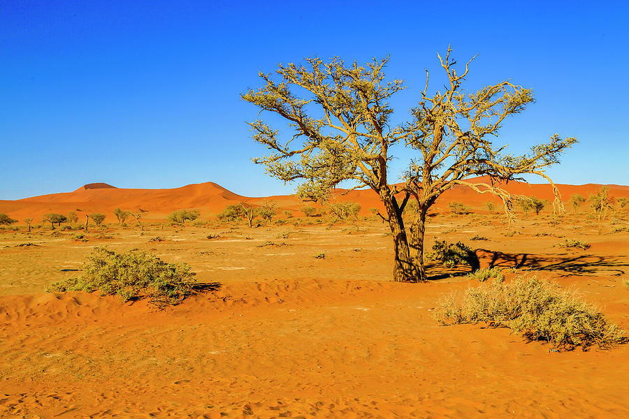 Namib-Nakluft National Park Photograph by Gary Hall