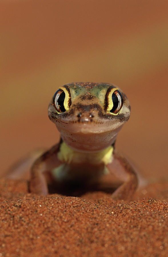 Namib Web-footed Gecko Palmatogecko Photograph by Art Wolfe