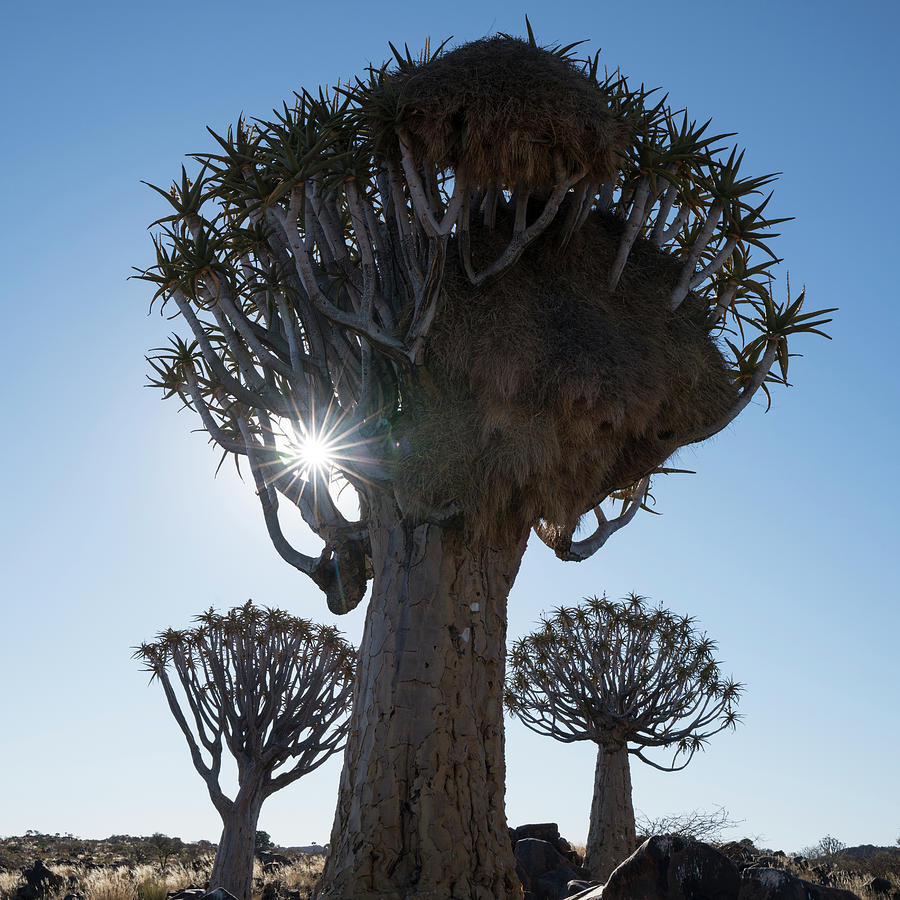 Africa Photograph - Namibia A Quiver Tree by Brenda Tharp Africa Photograph - Namibia A Quiver Tree by Brenda Tharp
