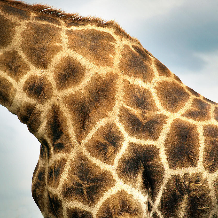 Namibia - Giraffe In Etosha Park Photograph by Ibon Cano Sanz
