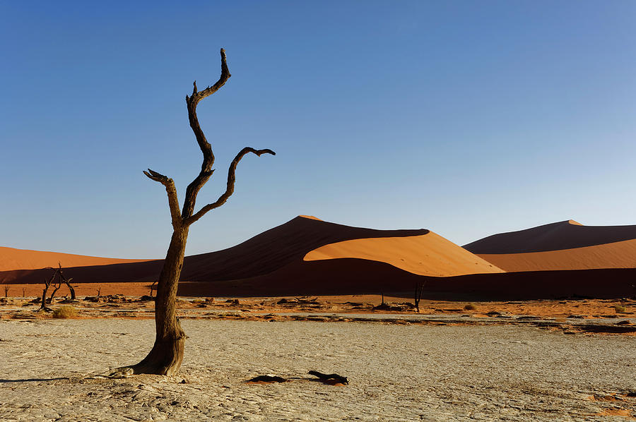 Namibia, Hardap, Sossusvlei, Namib-naukluft National Park, Dead Camel Thorn Tree (vachellia Erioloba) And Dunes In The Deadvlei In Namib-naukluft-park, Namib Desert, Namibia Digital Art by Gunter Hartmann