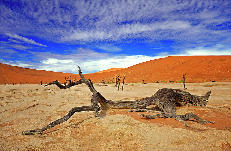 Namibia - Namib Desert Photograph by Sergio Pessolano