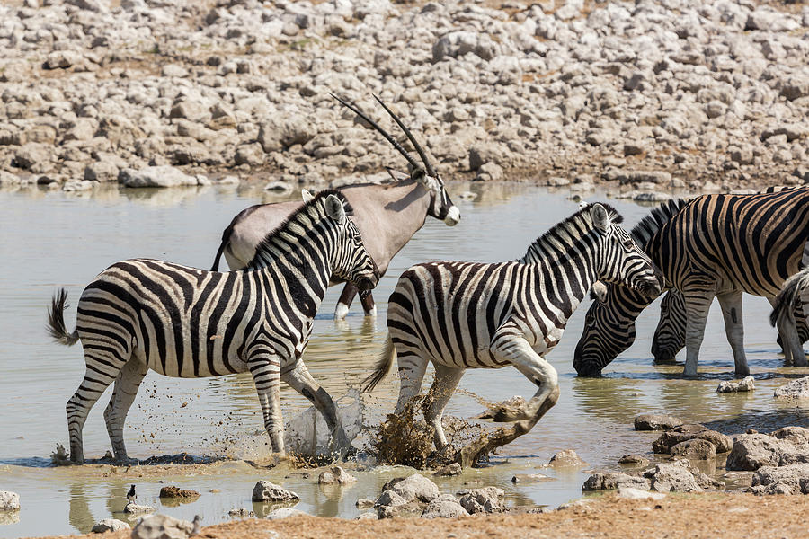 Wildlife Photograph - Namibia Nervous Zebra Take by Brenda Tharp
