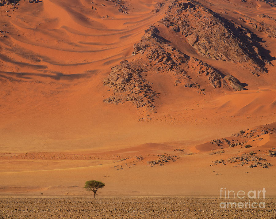 Namibia Tree And Exposed Dunes Photograph