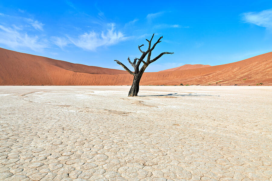 Namibia - Tree In Deadvlei Photograph by Marco Brivio