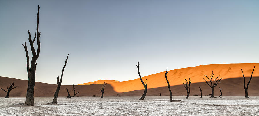 Tree Photograph - Namibian Desert by Luigi Ruoppolo