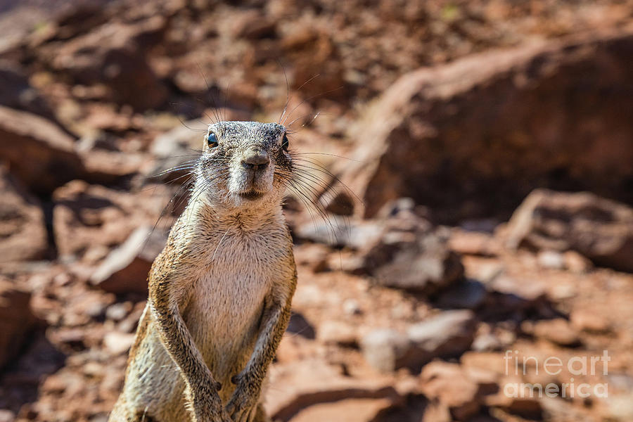 Namibian ground squirrel Photograph by Lyl Dil Creations