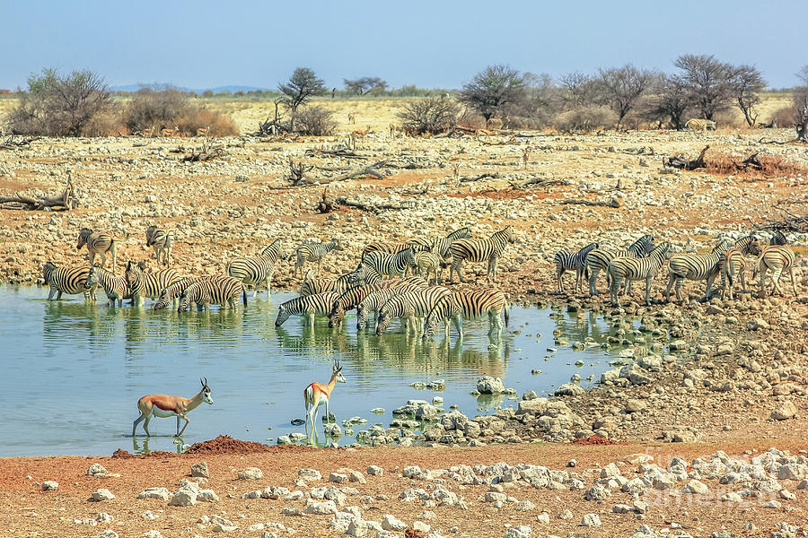 Namibian savannah background Photograph by Benny Marty