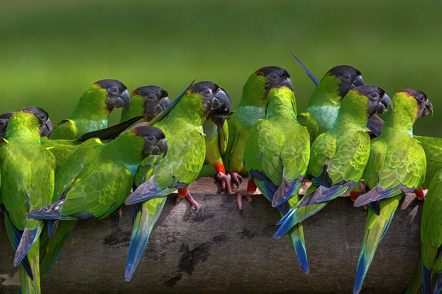 Nanday Parakeets Perched In A Row In Photograph by Mint Images - Art Wolfe