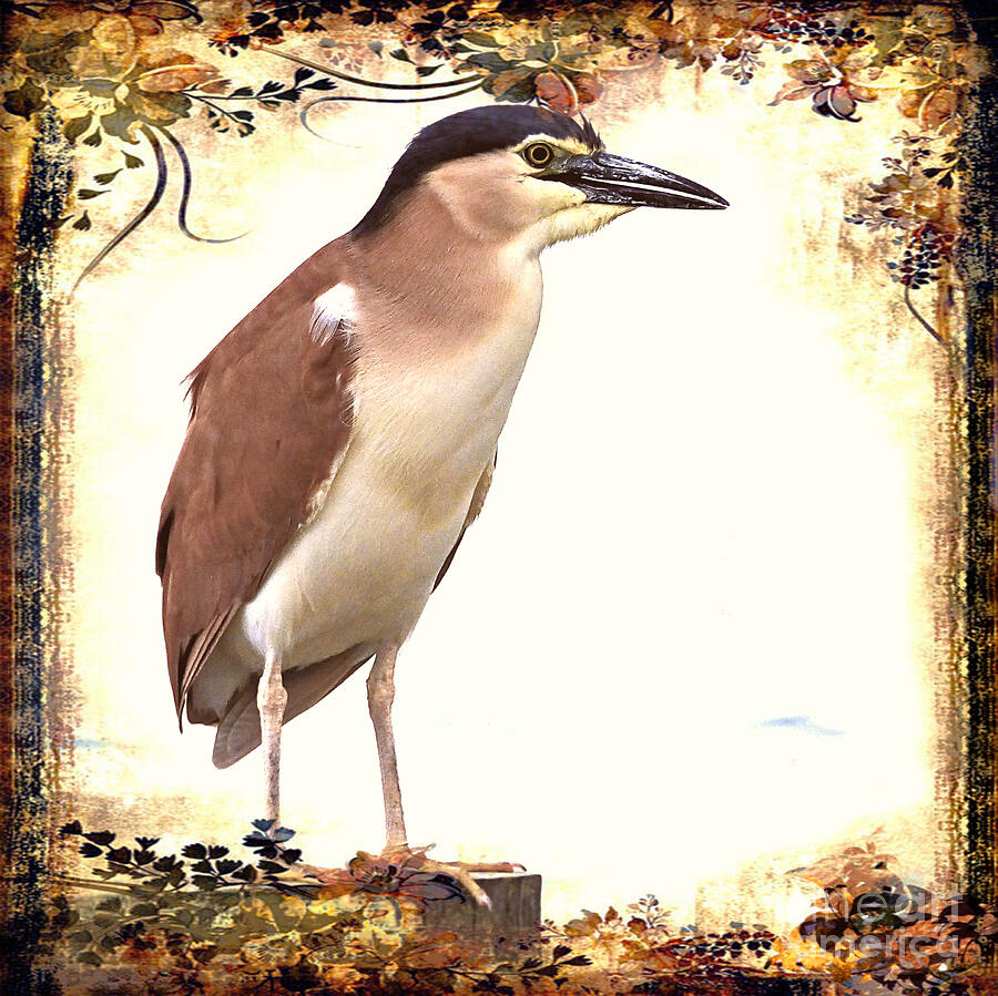 Nankeen Night Heron #4 by Trudee Hunter Nankeen Night Heron #4 by Trudee Hunter