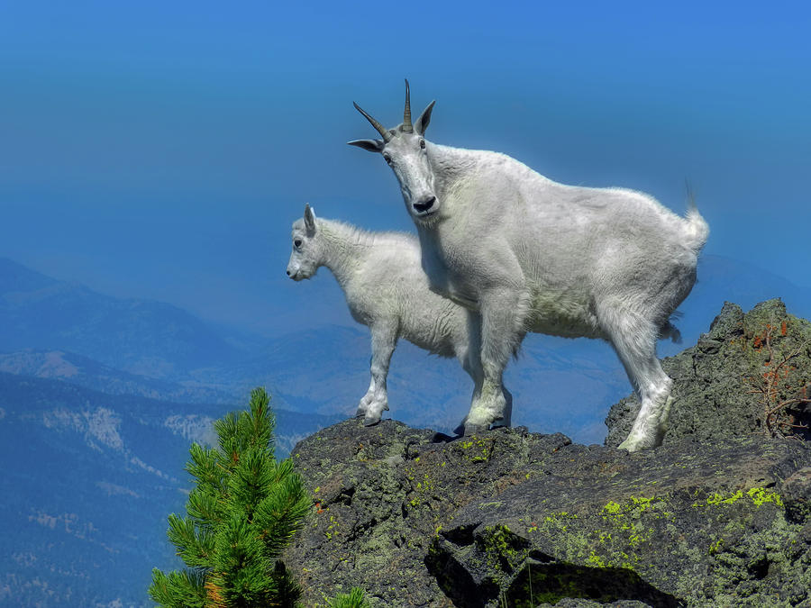 Nanny Mountain Goat At Kid Photograph by Mountain Dreams - Pixels