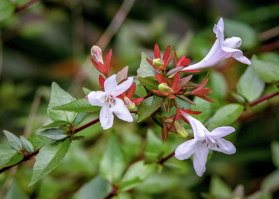 Nantucket Flowers #16 Photograph by Alesia Kaye Stein - Pixels