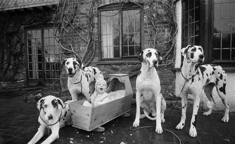 Naoh And His Dogs Photograph by Ronald Dumont