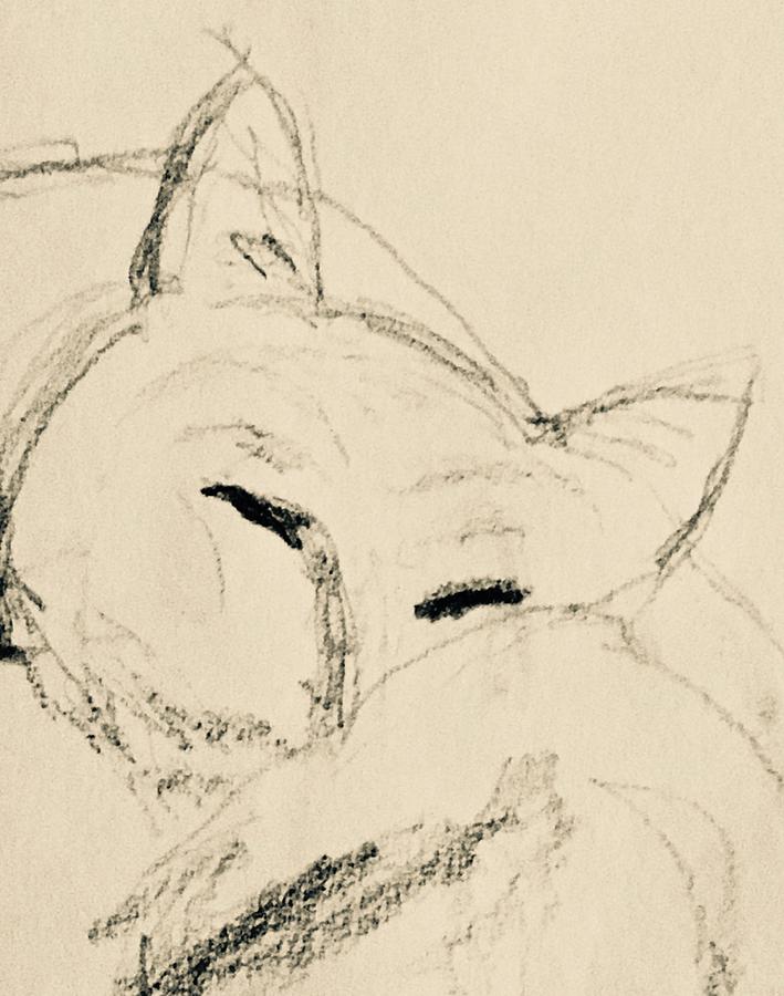 Nap Cat Drawing by Debra Grace Addison