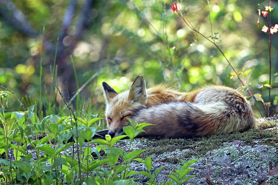 Nap Time For Red Fox Photograph by Debbie Oppermann