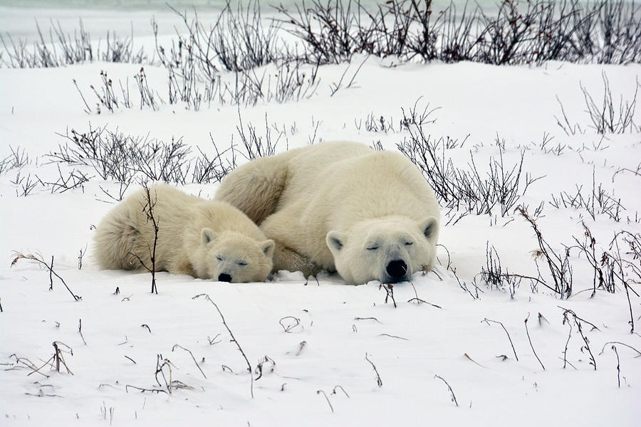 Nap Time Photograph by Michelle Halsey