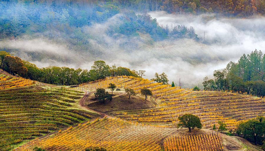 Landscape Photograph - Napa  In The Fall by Mei Shi