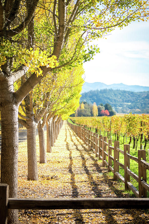 Napa Valley Fall Photograph by Aileen Savage